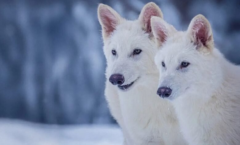 Dire Wolf: 10 हज़ार साल बाद धरती पर लौटे 'डायर वुल्फ', अमेरिका में गुप्त ठिकाने पर जिंदा