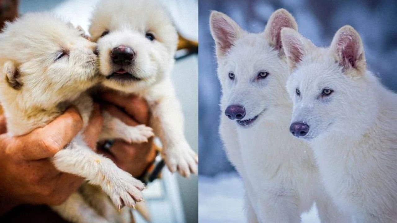 Dire Wolf: 10 हज़ार साल बाद धरती पर लौटे 'डायर वुल्फ', अमेरिका में गुप्त ठिकाने पर जिंदा