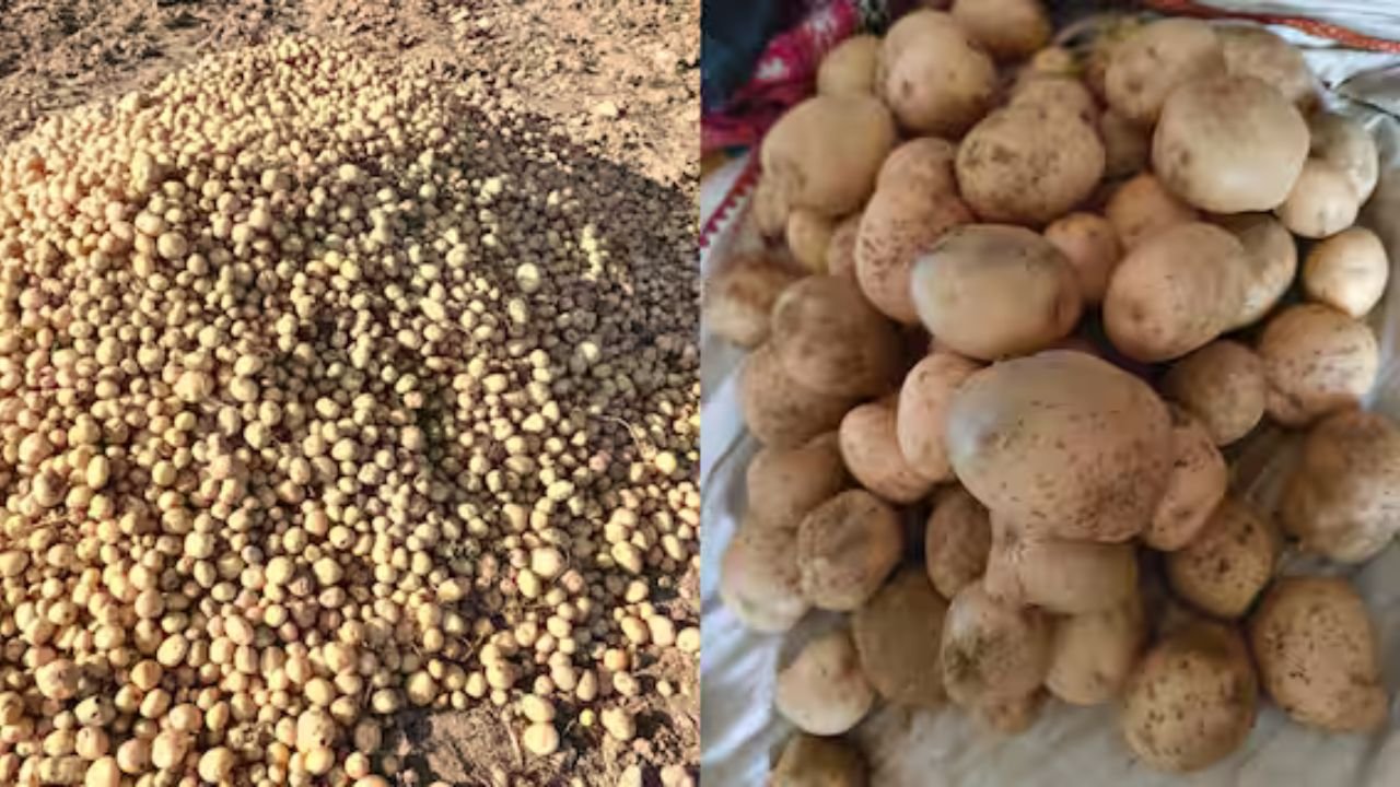 UP Farmer Potato: योगी सरकार का बड़ा कदम, आगरा में आलू अनुसंधान केंद्र और सहारनपुर में सेंटर ऑफ एक्सीलेंस