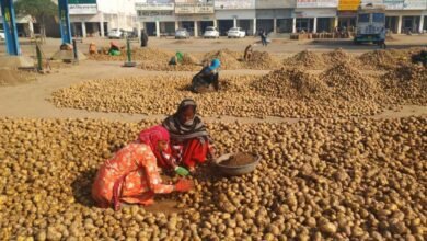 UP Farmer Potato: योगी सरकार का बड़ा कदम, आगरा में आलू अनुसंधान केंद्र और सहारनपुर में सेंटर ऑफ एक्सीलेंस