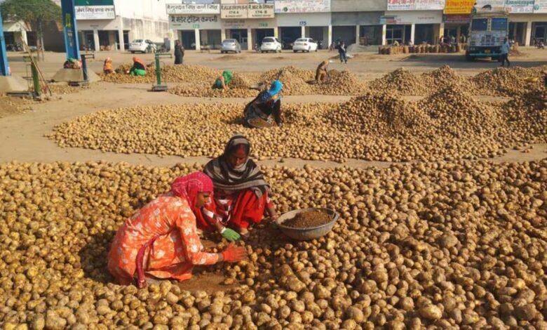 UP Farmer Potato: योगी सरकार का बड़ा कदम, आगरा में आलू अनुसंधान केंद्र और सहारनपुर में सेंटर ऑफ एक्सीलेंस